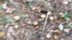 #люблю лес природу и прогулки по ней