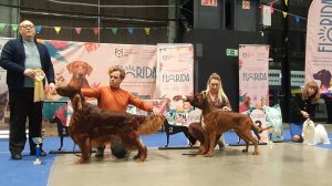 23.11.2025, СПб. Клуб "Вудфал" (РКФ, РФСС). Выставка собак всех пород "НЕВСКАЯ МИСТЕРИЯ" (САС,ЧФ)