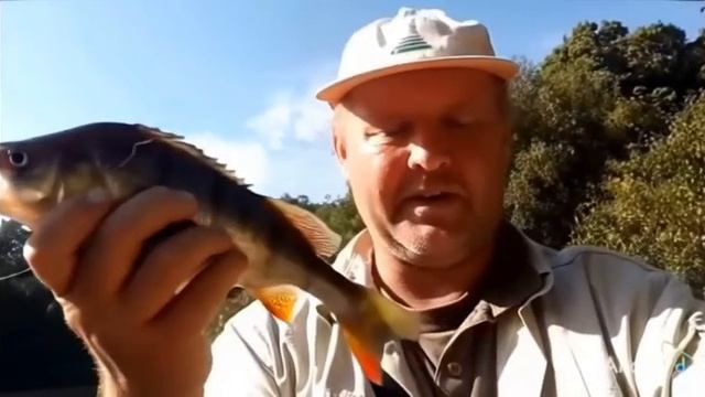 Живое фотографие, крупный окунь.