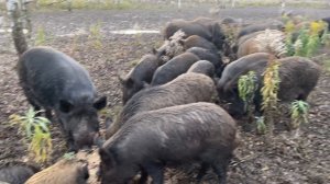 Охота на Кабана