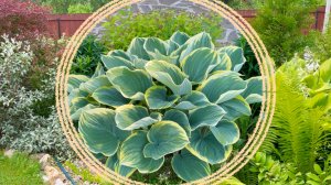 Создать свой неповторимый авторский сад или следовать модным тенденциям.