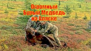 Огромный Бурый Медведь на Аляске