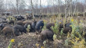 Охота на Кабана