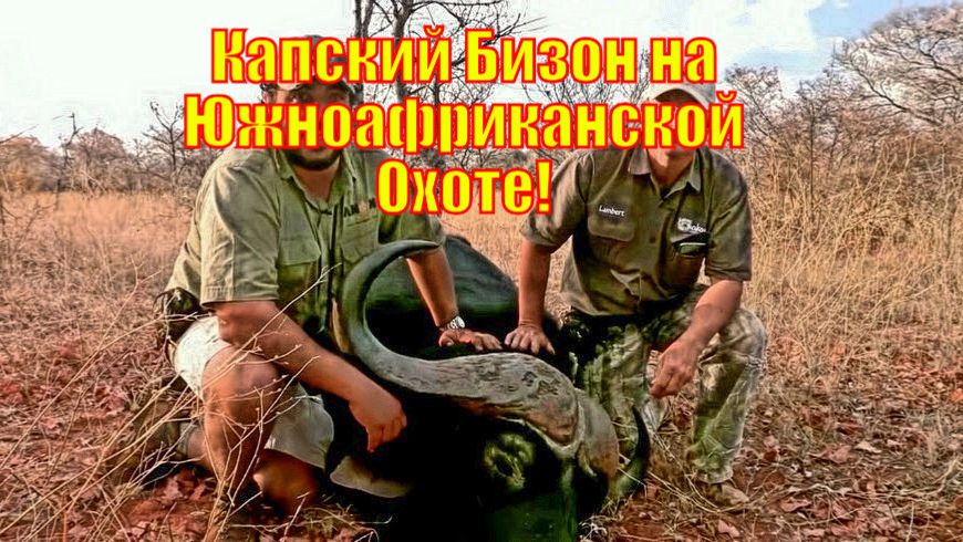 Капский Бизон на Южноафриканской Охоте!