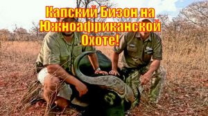 Капский Бизон на Южноафриканской Охоте!