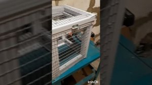 Изобретения.Птицеудерживающая конструкция(ПУК-2).Фильм1.Серия2.mp4