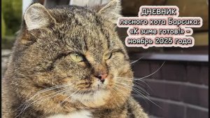 ДНЕВНИК лесного кота Барсика: «К зиме готов!»  - ноябрь 2025 года
