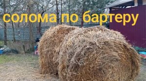 Неделя без интернета. Солома по бартеру.