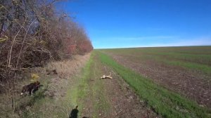 Охота по зайцу. Отличная работа! Комета и Гюрза. Зайчатницы в деле!