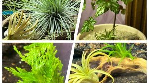 Флорариум с нуля! Воплощаю в жизнь еще одну мечту!