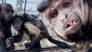 Мы РАЗГЛЯДЕЛИ, кто у Солохи - МАЛЬЧИК ИЛИ или ДЕВОЧКА! Карманники и скандалисты семейства Румбы!