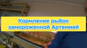 Кормление рыбок замороженной Артемией