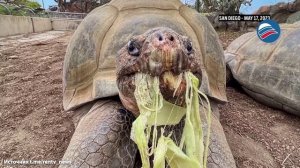 Скончалась 141-летняя галапагосская черепаха, пережившая 2 мировые войны и 20 президентов США