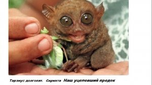 ПСИХОФИЗИКА  Как естесвенная природа создаёт нас  нашу психику.  Сирихта