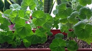 Когда прищипывать Пеларгонию??? Для формирования Пышного кустика