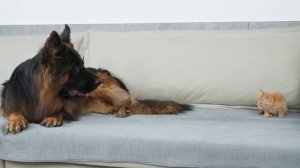 Немецкая овчарка подверглась нападению милого крошечного котёнка