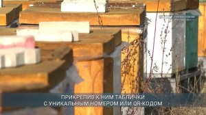 Более 11 тыс. пчелосемей зарегистрировано в Иркутской области