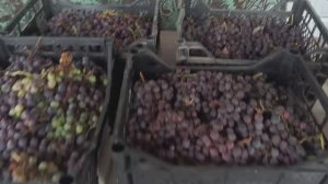 Вино из винограда-простой рецепт.