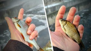 Предзимняя рыбалка на тёплом сливе. Поплавок и мормышингю