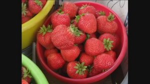 О выращивании клубники