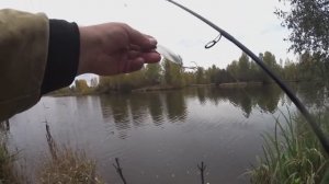 Поиск щуки.Колебалка для мелководья.