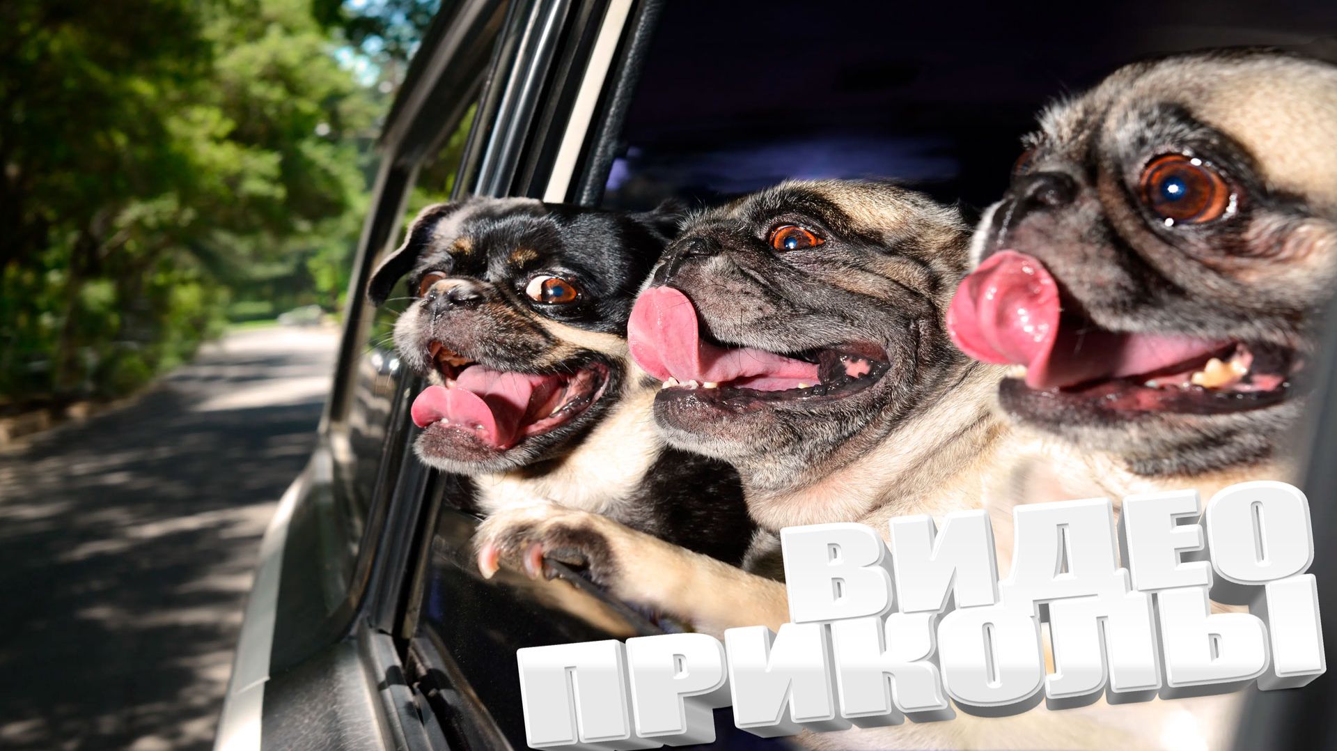 ТОПОВЫЕ ПРИКОЛЫ 2025 \ СМЕШНЫЕ ВИДЕОПРИКОЛЫ \ КАЧЕСТВЕННАЯ ПОДБОРКА ВИДЕОПРИКОЛОВ