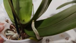 Мои покупки орхидей для подписчиков/26.11.25/