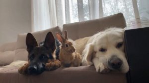 Золотистый ретривер и щенок немецкой овчарки играют с кроликом!