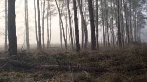 27 ноября - Время исполнять свои желания.