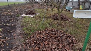 Наконец-то сгребла листву