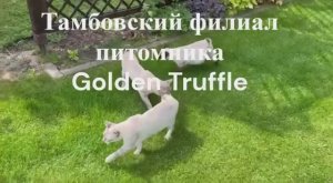 Меконгские бобтейлы в г.Тамбове