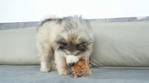 Верные друзья