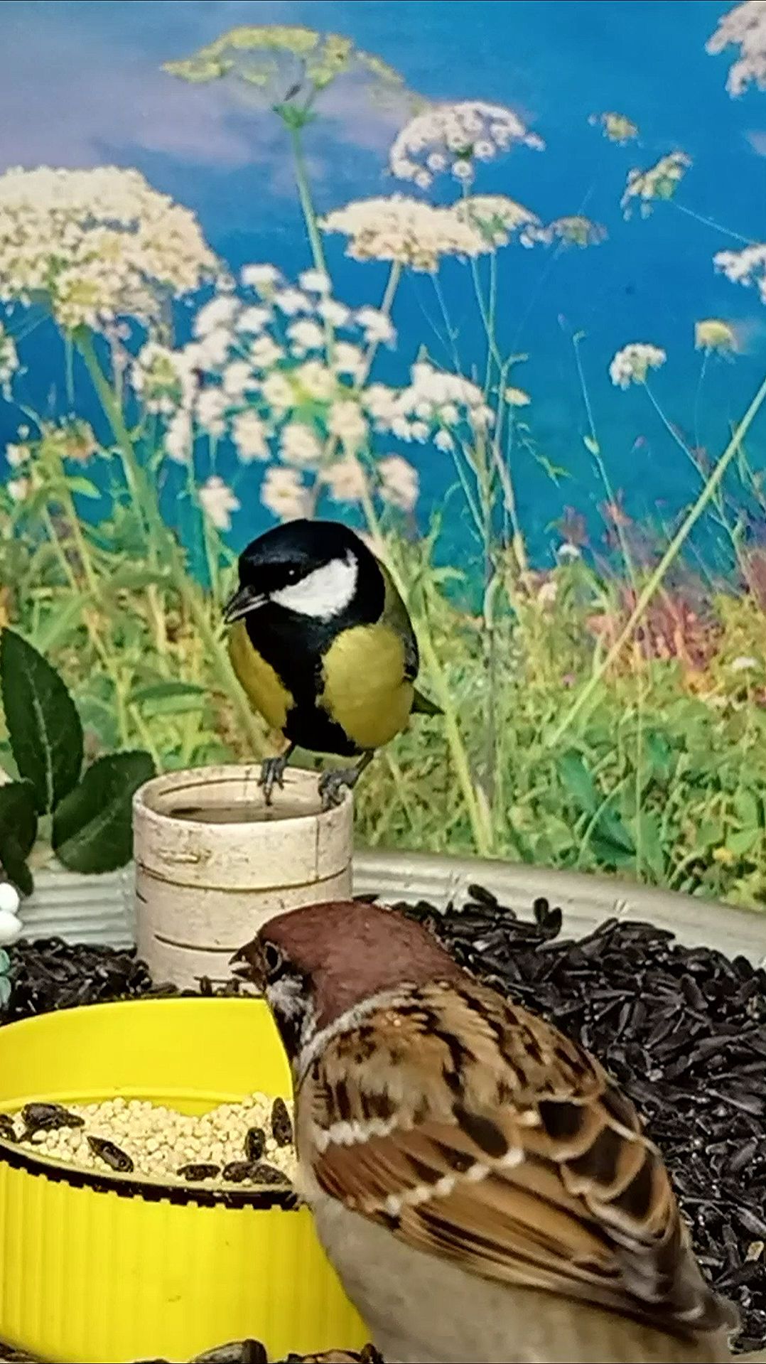 Синички и Воробьи на кормушке смотреть онлайн