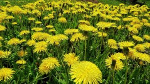 Одуванчики