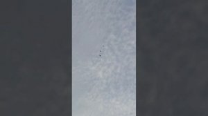 Первая тренировка вдали от голубятни.Часть 1.Голубедром Сошки.