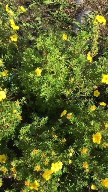 Ленинградская область. Хвойное. 16.07.2024. Дача. Обильно цветущая лапчатка кустарниковая. Эпизод 1