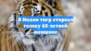 В Индии тигр оторвал голову 65-летней женщине