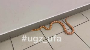 Метровая змея заползла в квартиру уфимцев