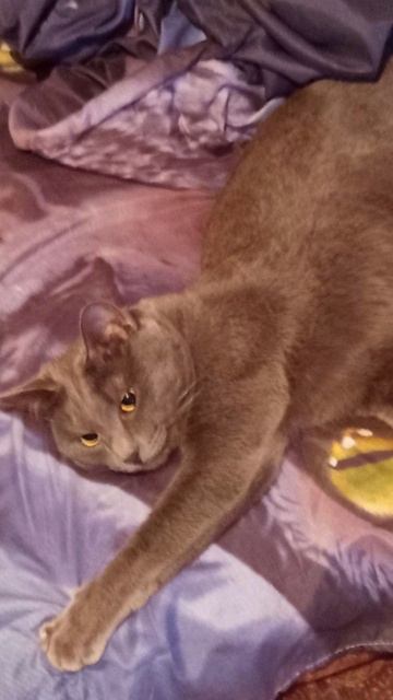 Кот Атос отдыхает и думает о важных кошачьих делах! #shorts #котатос #животные #милота #коты