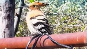 Летопись Дзурдзуков-часть 5,6   261125  автор Танзила Дзаурова