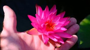 Нимфея сорта Fire Flame