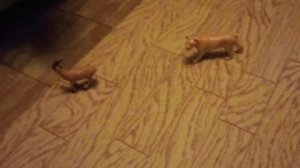 Львица охотиться на антилопу которая находилась у водоёма.