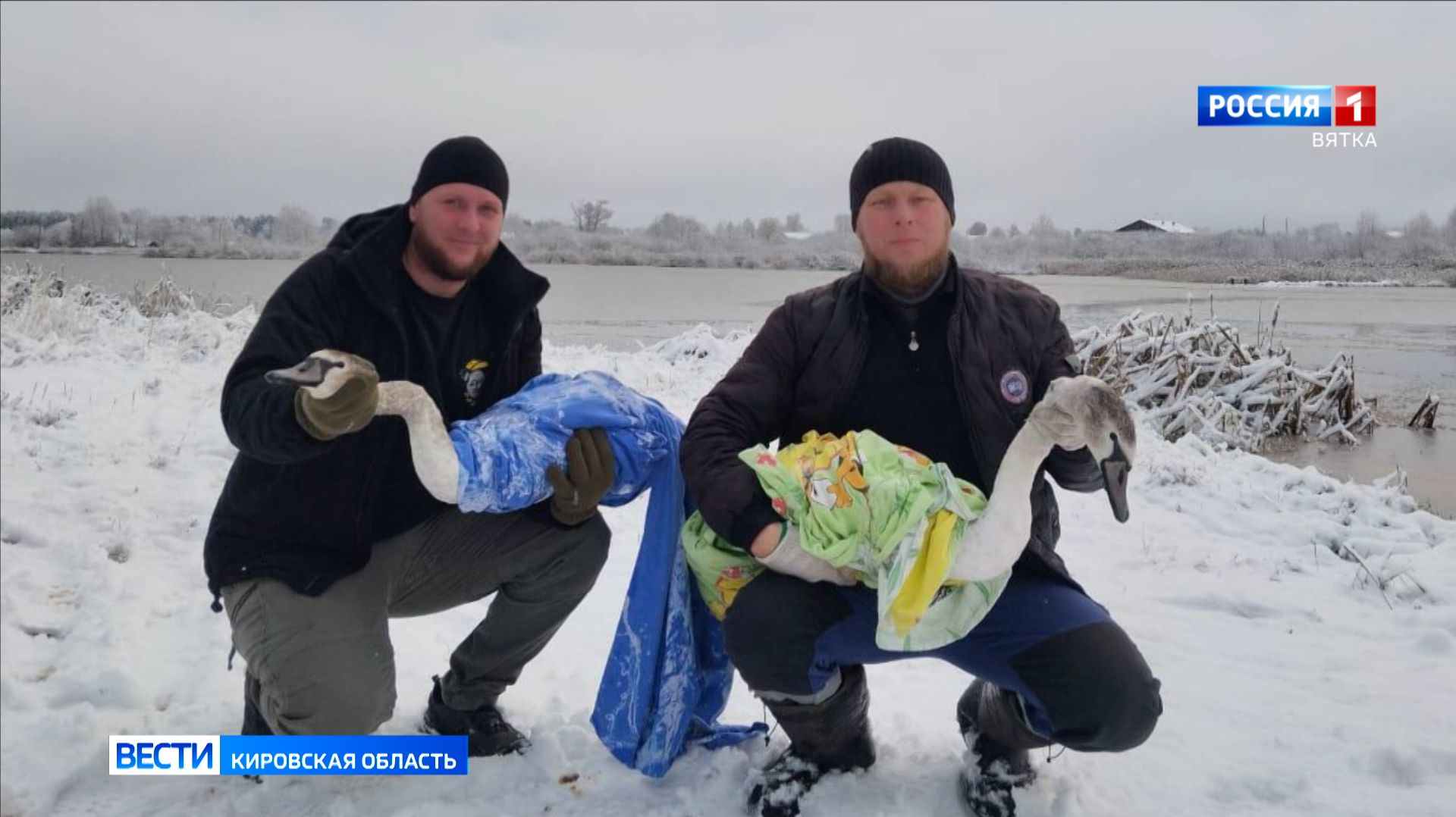 В Уржумской районе прошла операция по спасению двух полугодовалых лебедей