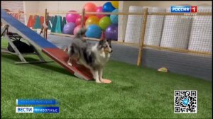 Соревнованиях по дисциплине «Управляемая собака» прошли в Нижнем Новгороде