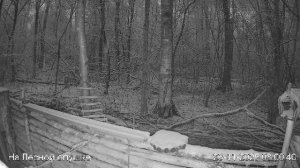 LIVE: На лесной опушке. Природа онлайн