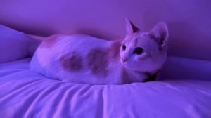 (🎲) chill phonk mix – best atmospheric phonk for night drive 2025 🚘💨 (relax, study, sleep)