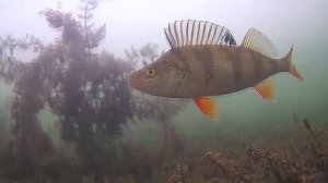 ЛЁД ТРЕЩИТ СЕРДЕЧКО ЁКАЕТ. Рыбалка со льда 2025-26 подводная съёмка.