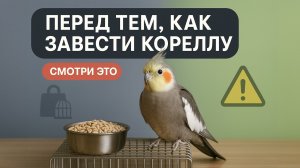 СОДЕРЖАНИЕ КОРЕЛЛЫ. ЧТО НУЖНО ЗНАТЬ?