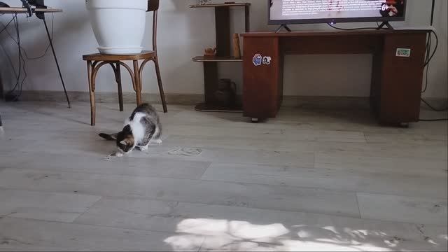 Кошка vs Шнурок