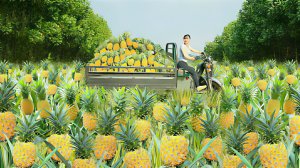 Собираю много ананасов и везу их на грузовике продавать на сельский рынок. Жизнь во Вьетнаме